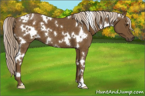 Horse Color:White Spotted Chocolate Palomino