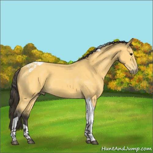 Horse Color:Buckskin Tobiano 