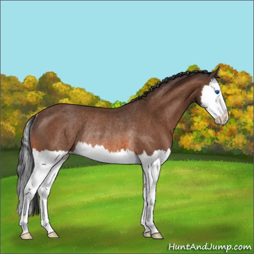 Horse Color:Bay Splash Rabicano 