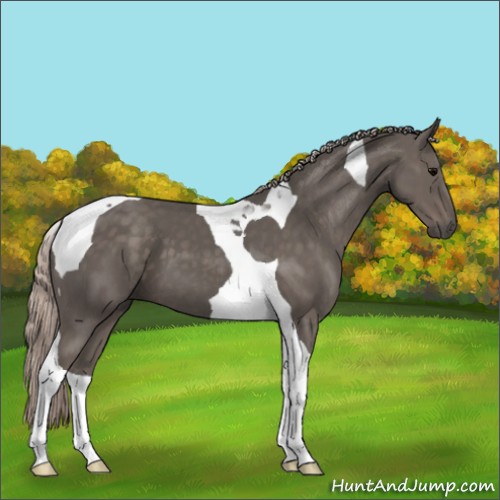 Horse Color:Silver Black Tobiano 