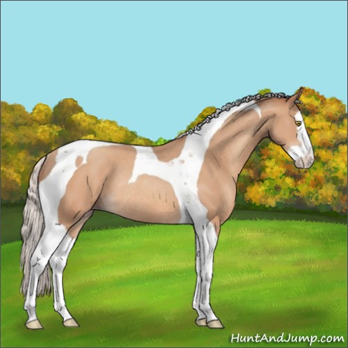 Horse Color:Silver Amber Champagne Splash Tobiano Rabicano 