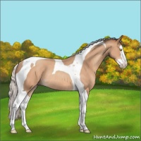 Horse Color:Silver Amber Champagne Splash Tobiano Rabicano 