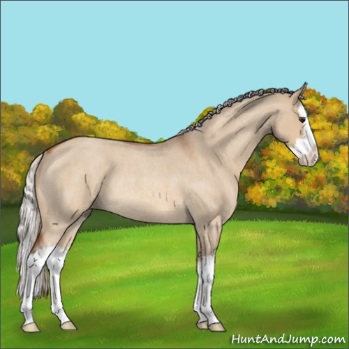 Horse Color:Silver Bay Roan Dun Splash Rabicano 