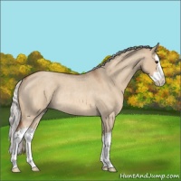 Horse Color:Silver Bay Roan Dun Splash Rabicano 