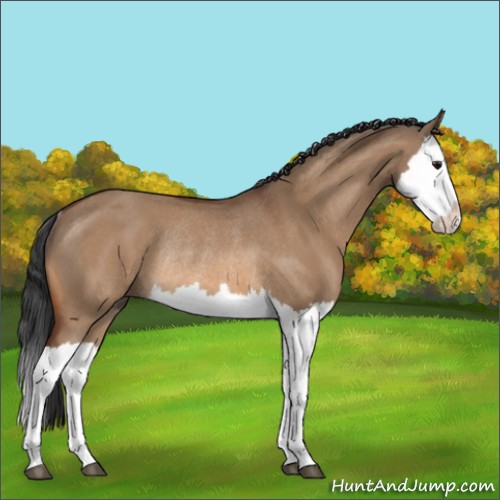 Horse Color:Bay Dun Splash Rabicano 
