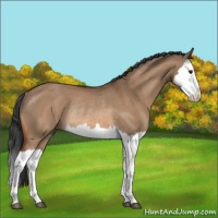 Horse Color:Bay Dun Splash Rabicano 