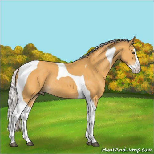 Horse Color:Silver Buckskin Splash Tobiano Rabicano 