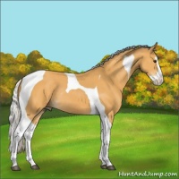 Horse Color:Silver Buckskin Splash Tobiano Rabicano 