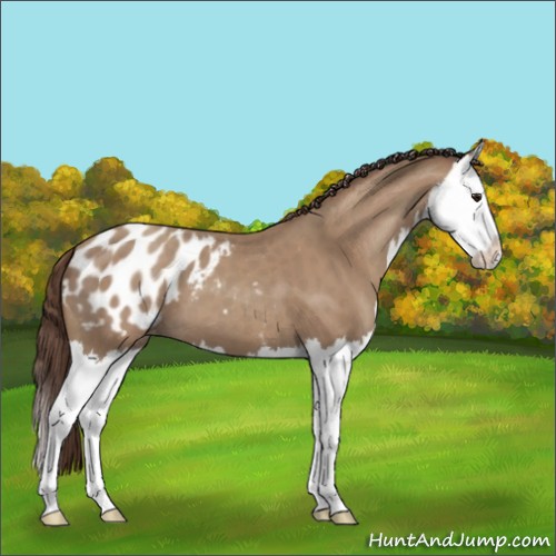 Horse Color:Classic Champagne Splash Appaloosa 