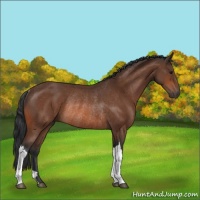 Horse Color:Bay Rabicano 