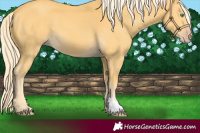 Horse Color:Gold Cream Champagne 