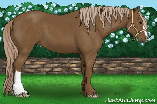 Horse Color:Chocolate Palomino 