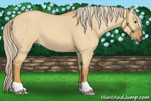 Horse Color:Palomino Dun 