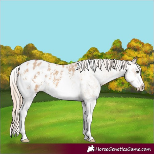 Horse Color:Red Dun Sabino Splash Appaloosa 