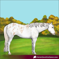 Horse Color:Red Dun Sabino Splash Appaloosa 