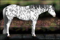 Horse Color:White Spotted Blue Roan Splash Frame Appaloosa 