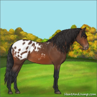 Horse Color:Bay Appaloosa Rabicano 