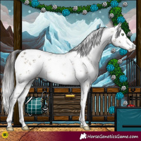 Horse Color:White Spotted Buckskin Dun Sabino 