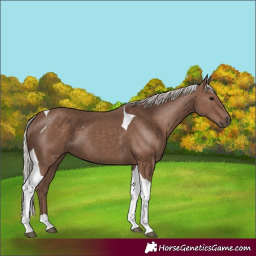 Horse Color:Silver Black Tobiano