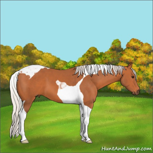 Horse Color:Silver Bay Tobiano 