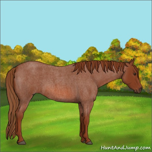 Horse Color:Red Roan 