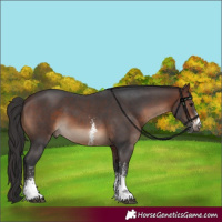 Horse Color:Brown Sabino 
