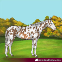 Horse Color:Chocolate Palomino Splash Appaloosa