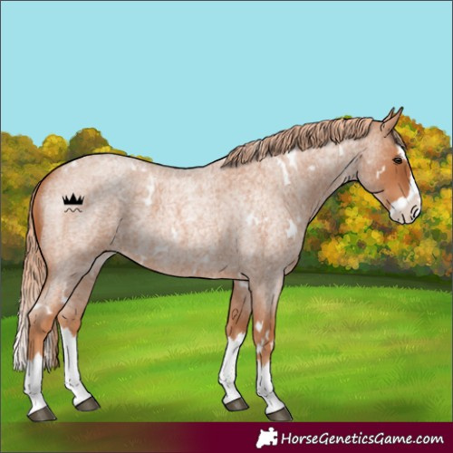 Horse Color:White Spotted Red Roan Splash 