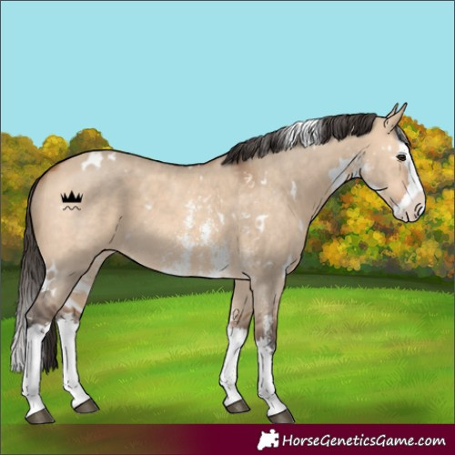 Horse Color:White Spotted Bay Dun Sabino Splash 