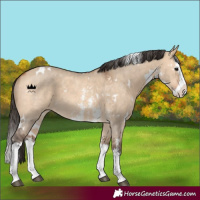 Horse Color:White Spotted Bay Dun Sabino Splash