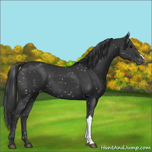 Horse Color:Black Appaloosa