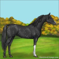 Horse Color:Black Appaloosa