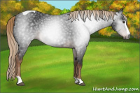 Horse Color:Gray Liver Chestnut Splash Tobiano