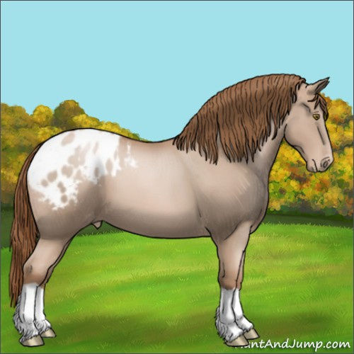 Horse Color:Liver Chestnut Pearl Appaloosa 