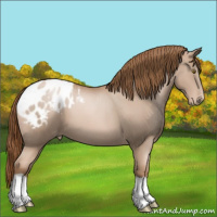 Horse Color:Liver Chestnut Pearl Varnish 