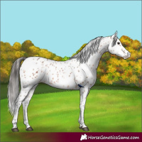 Horse Color:Bay Appaloosa Rabicano 