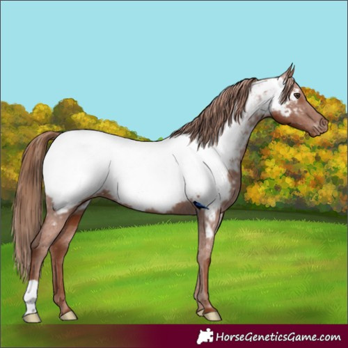 Horse Color:Chestnut Near Fewspot 