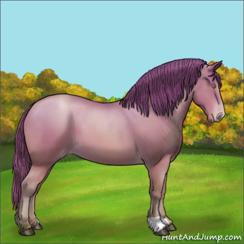 Horse Color:Bay Pearl 