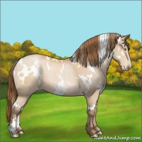 Horse Color:White Spotted Bay Pearl 