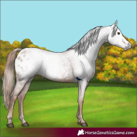 Horse Color:Gray Chestnut Appaloosa 