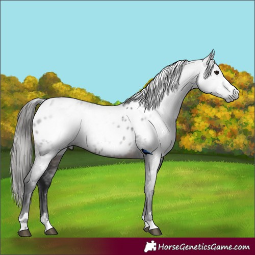 Horse Color:Gray Brown Near Leopard