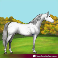 Horse Color:Gray Brown Near Leopard 
