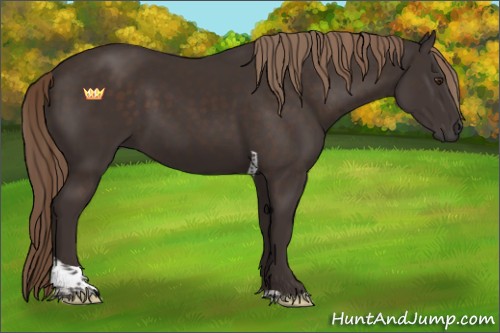 Horse Color:Liver Chestnut Tobiano 