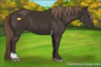 Horse Color:Liver Chestnut Tobiano 