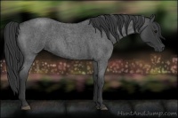 Horse Color:Blue Roan 