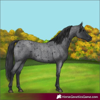 Horse Color:Blue Roan 