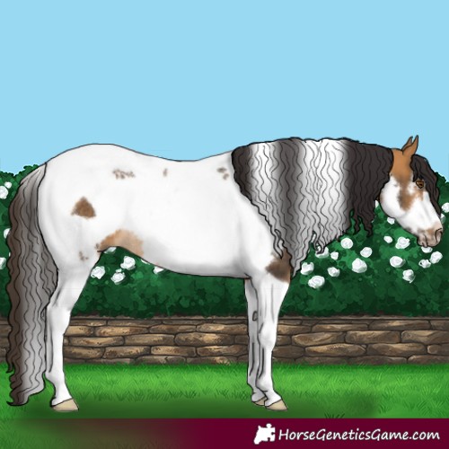 Horse Color:Buckskin Tobiano Frame Rabicano 