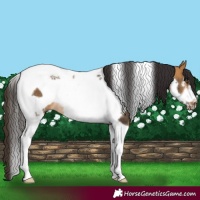 Horse Color:Buckskin Tobiano Frame Rabicano