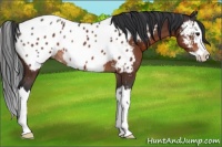 Horse Color:Bay Sabino Splash Appaloosa Rabicano 