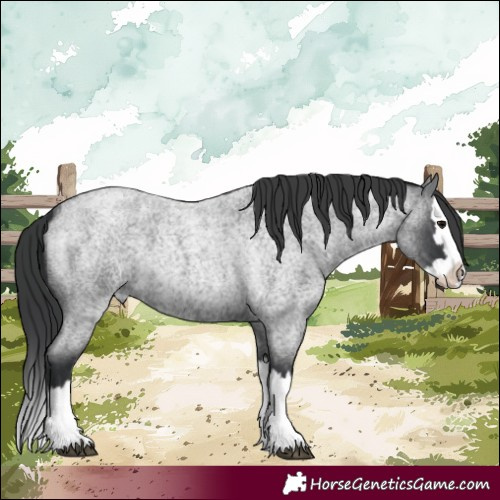 Horse Color:Blue Roan Splash 